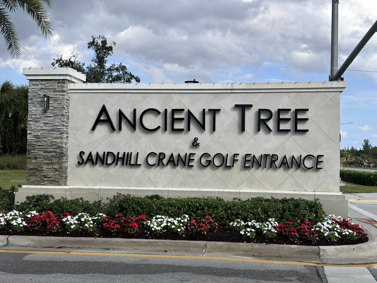 Ancient Tree